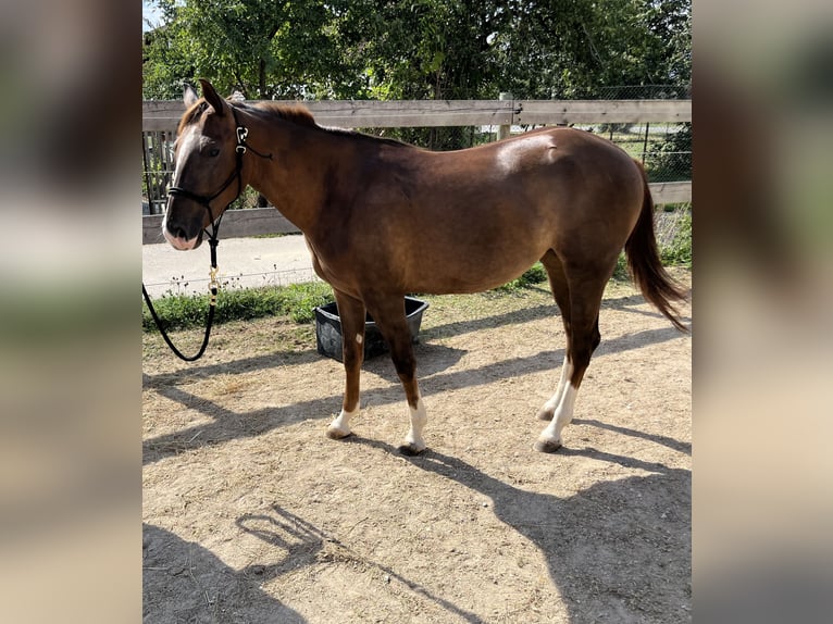 American Quarter Horse Mare 2 years 14,3 hh Chestnut in Freystadt