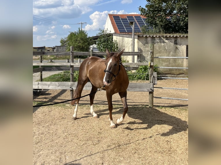 American Quarter Horse Mare 2 years 14,3 hh Chestnut in Freystadt