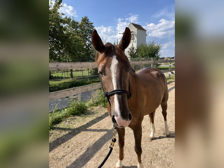 American Quarter Horse Mare 2 years 14,3 hh Chestnut in Freystadt