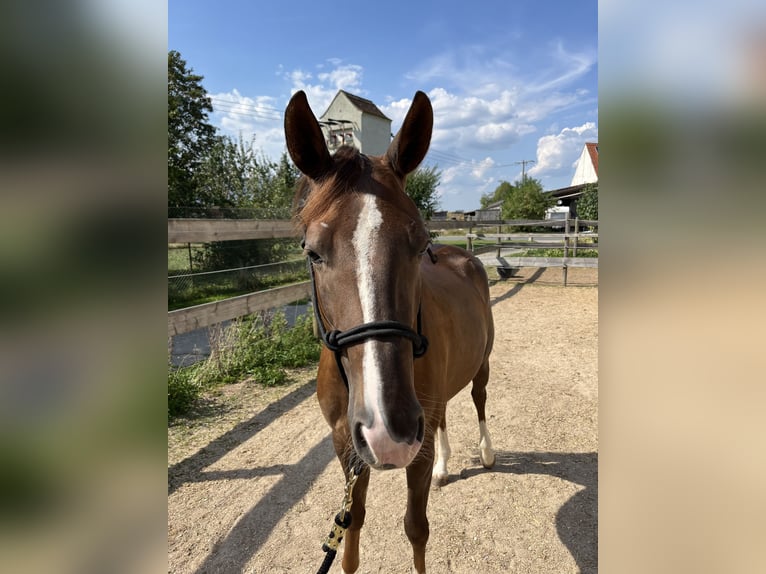 American Quarter Horse Mare 2 years 14,3 hh Chestnut in Freystadt