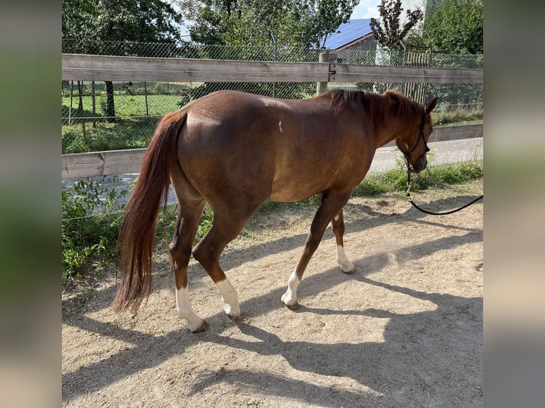 American Quarter Horse Mare 2 years 14,3 hh Chestnut in Freystadt