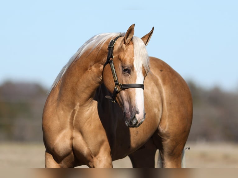 American Quarter Horse Mare 2 years 14,3 hh Palomino in Whitesboro