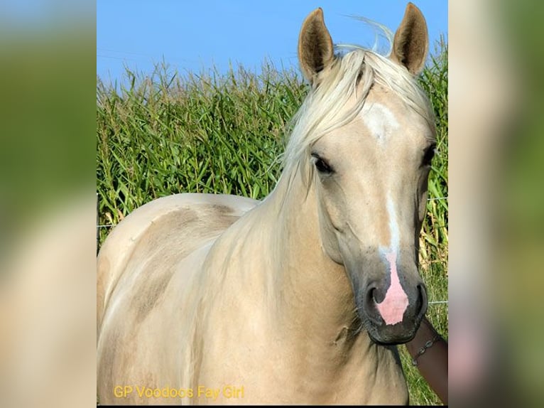 American Quarter Horse Mare 2 years 14,3 hh Palomino in Edemissen