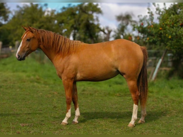 American Quarter Horse Mare 2 years 14,3 hh Red Dun in Alfeld (Leine)