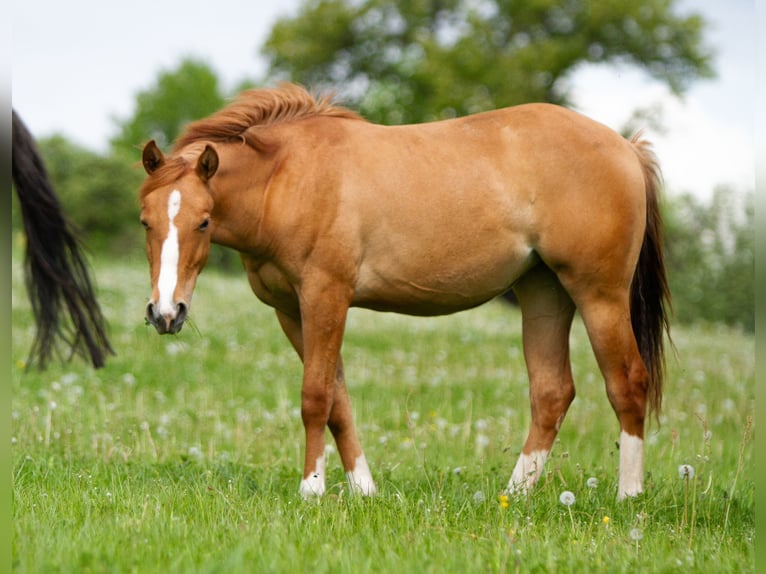 American Quarter Horse Mare 2 years 14,3 hh Red Dun in Alfeld (Leine)