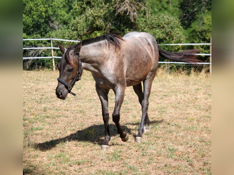 American Quarter Horse Mare 2 years 14.3 hh Roan-Blue in Breitenbach