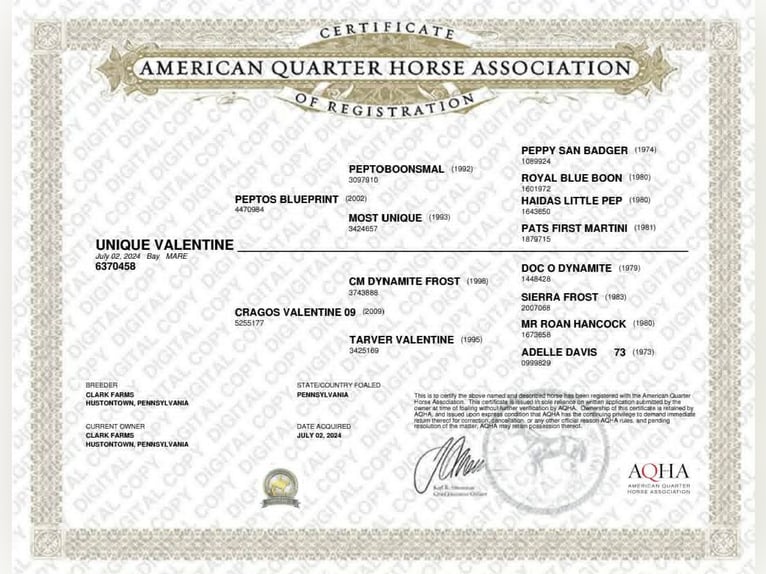 American Quarter Horse Mare 2 years 14 hh Bay in Hustontown