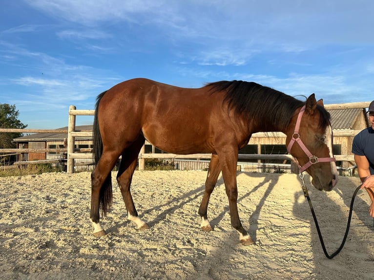 American Quarter Horse Mare 2 years 14 hh Brown in Bad Vöslau