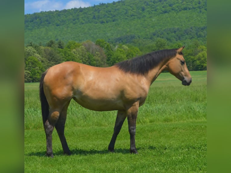 American Quarter Horse Mare 2 years 14 hh Dun in Hustontown