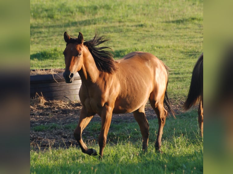 American Quarter Horse Mare 2 years 14 hh Dun in Marlowarlow