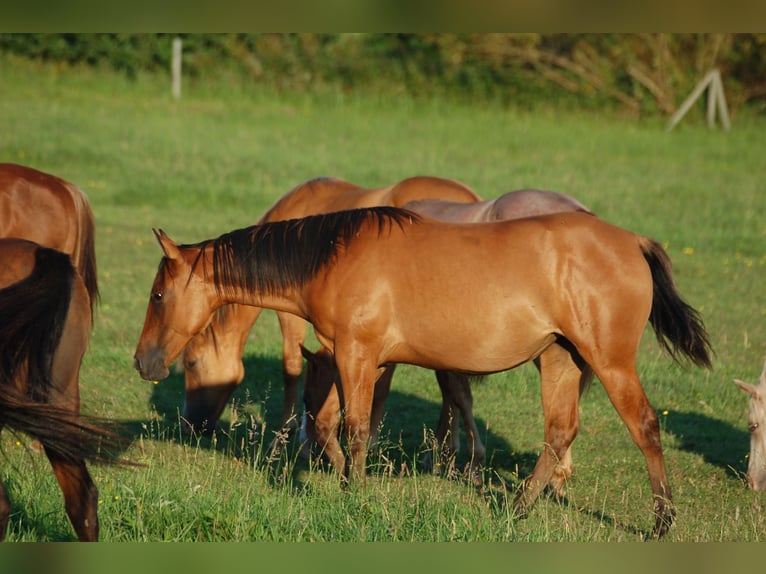 American Quarter Horse Mare 2 years 14 hh Dun in Marlowarlow