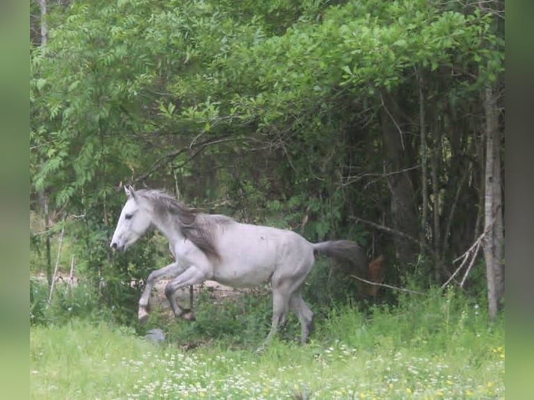 American Quarter Horse Mix Mare 2 years 14 hh Grey in Pearl River