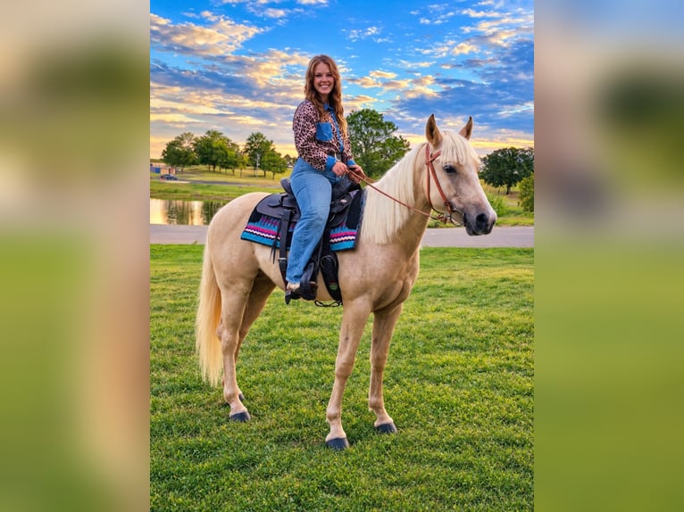 American Quarter Horse Mare 2 years 14 hh Palomino in Stillwater