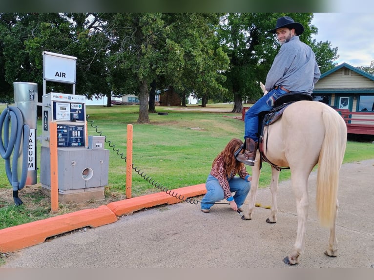 American Quarter Horse Mare 2 years 14 hh Palomino in Stillwater