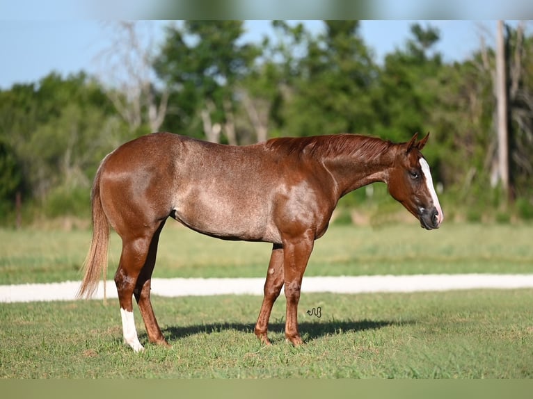 American Quarter Horse Mare 2 years 14 hh Roan-Red in Waco, TX