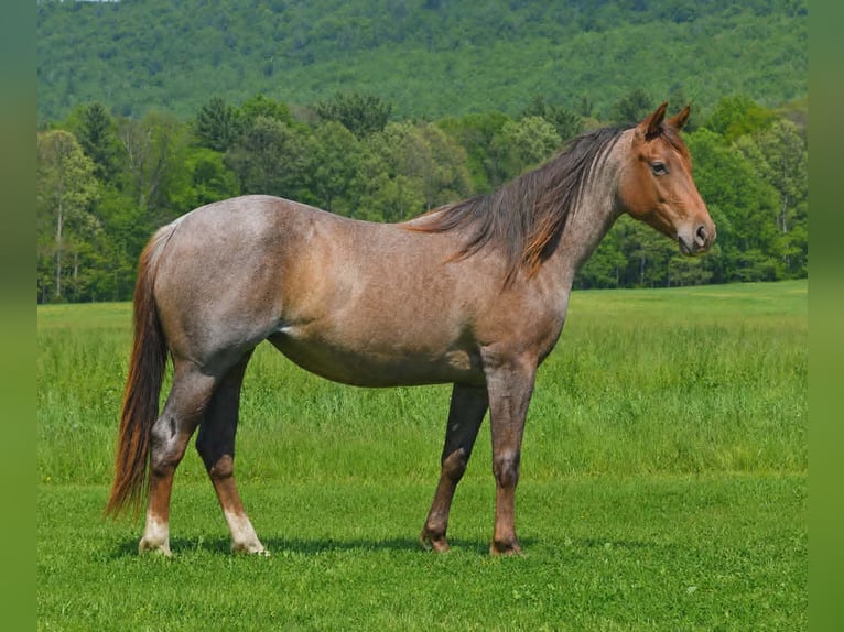 American Quarter Horse Mare 2 years 14 hh Roan-Red in Hustontown