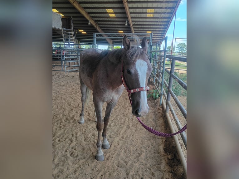 American Quarter Horse Mare 2 years 14 hh Roan-Red in Gladewater