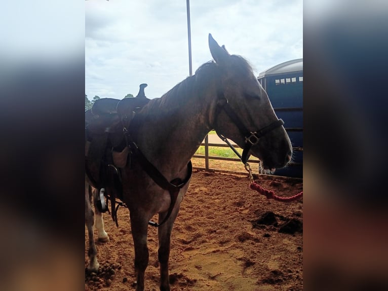 American Quarter Horse Mare 2 years 14 hh Roan-Red in Gladewater
