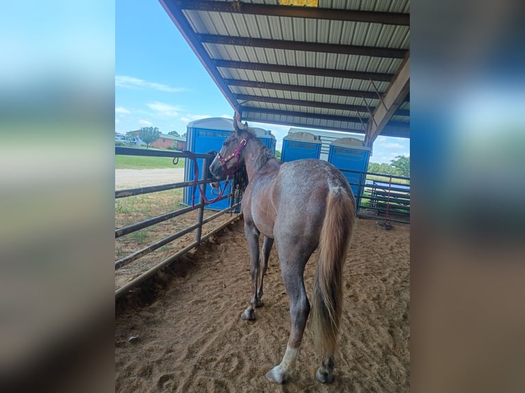 American Quarter Horse Mare 2 years 14 hh Roan-Red in Gladewater