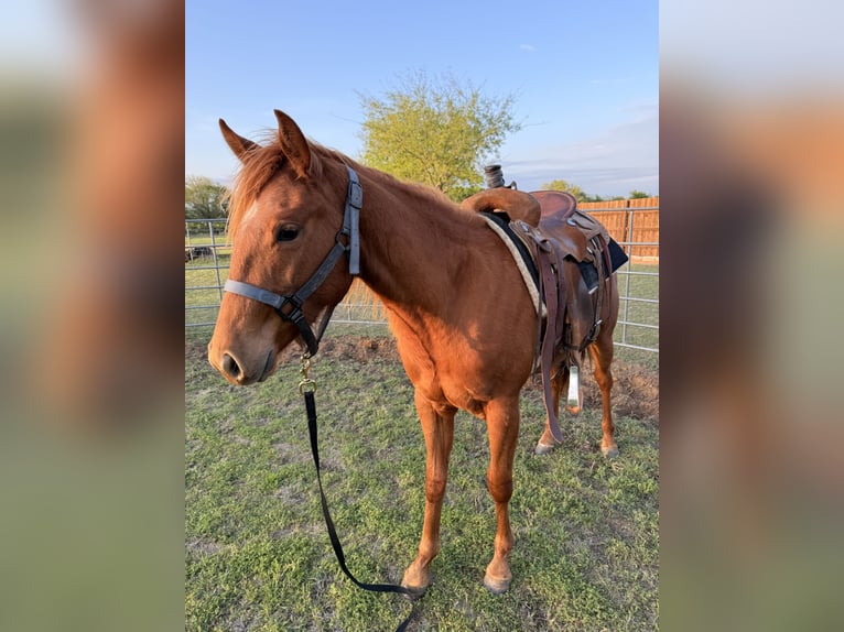 American Quarter Horse Mare 2 years 14 hh Sorrel in Sanger