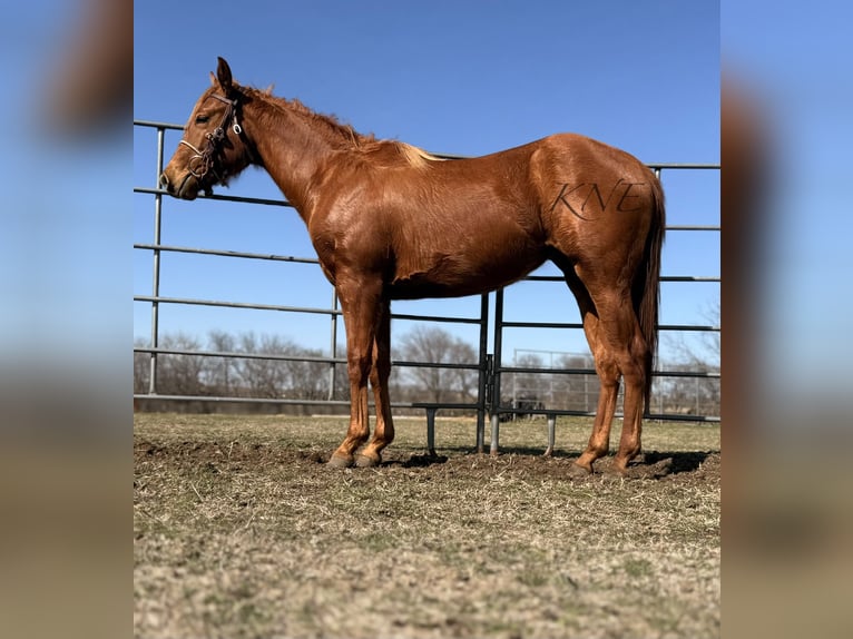 American Quarter Horse Mare 2 years 14 hh Sorrel in Sanger