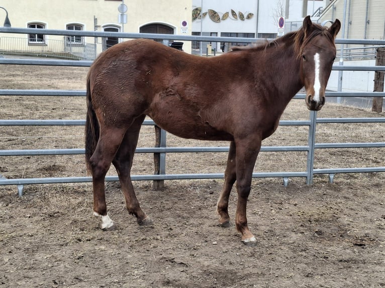 American Quarter Horse Mare 2 years 14,1 hh Bay-Dark in Steinach am Brenner