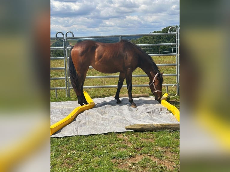 American Quarter Horse Mix Mare 2 years 14,1 hh Brown in Kall