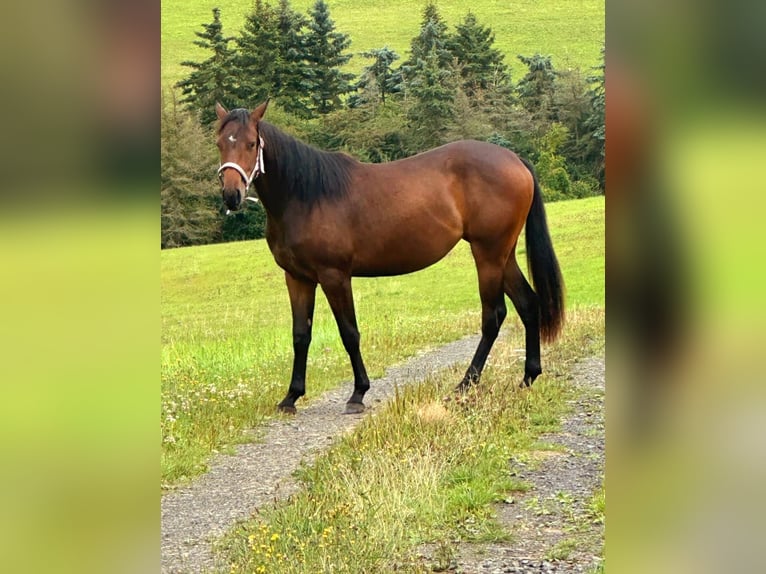 American Quarter Horse Mix Mare 2 years 14,1 hh Brown in Kall