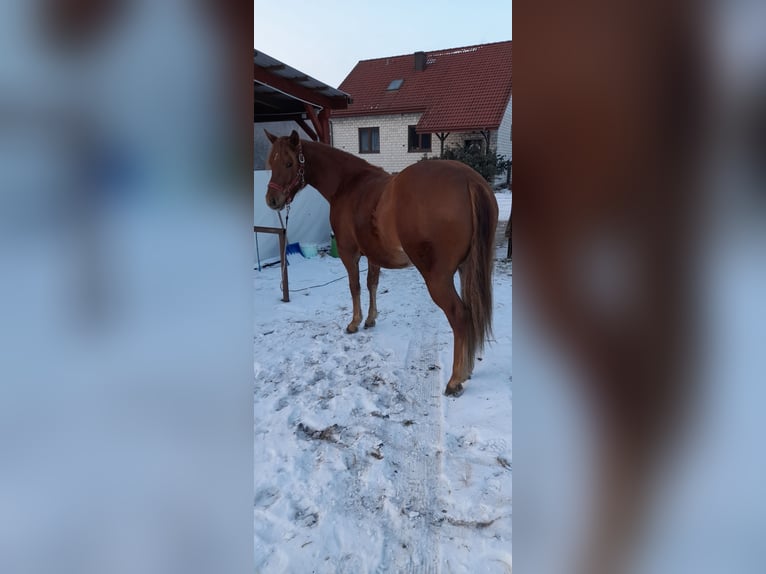 American Quarter Horse Mare 2 years 14,1 hh Chestnut-Red in Branno