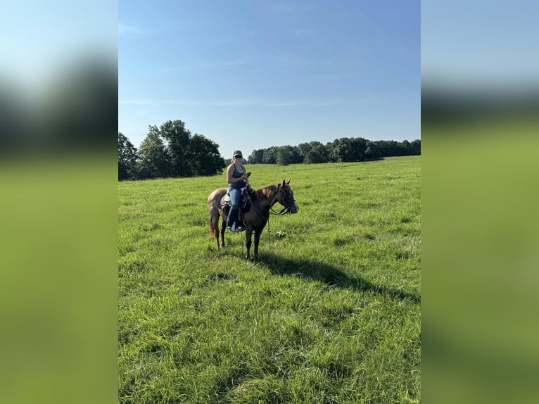 American Quarter Horse Mare 2 years 14,1 hh Roan-Red in Princeton, MO