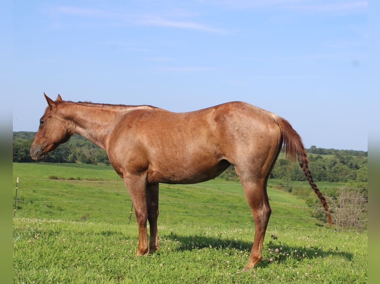 American Quarter Horse Mare 2 years 14,1 hh Roan-Red in Princeton, MO