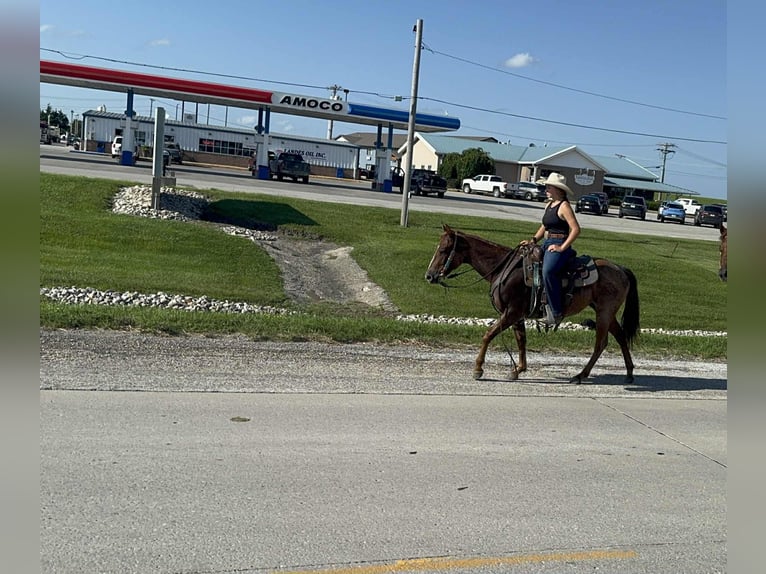 American Quarter Horse Mare 2 years 14,1 hh Roan-Red in Princeton, MO