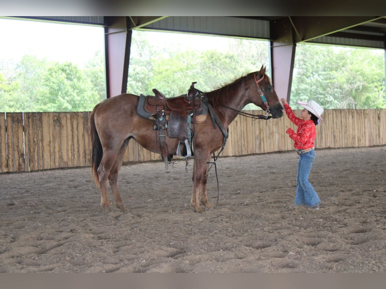 American Quarter Horse Mare 2 years 14,1 hh Roan-Red in Princeton, MO