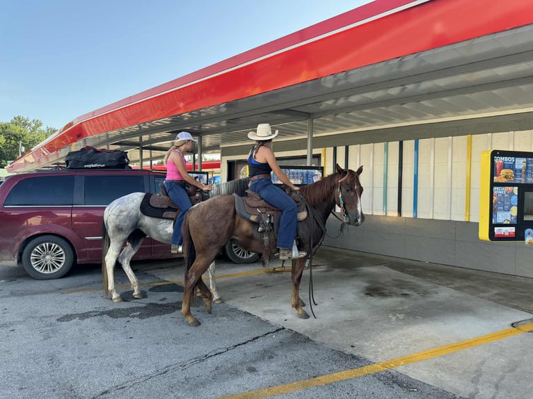 American Quarter Horse Mare 2 years 14,1 hh Roan-Red in Princeton, MO