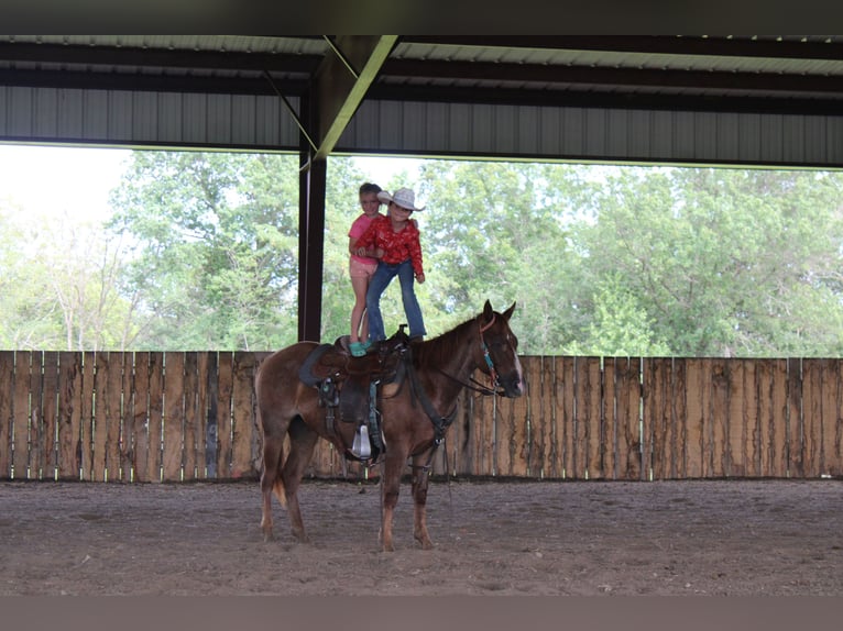 American Quarter Horse Mare 2 years 14,1 hh Roan-Red in Princeton, MO