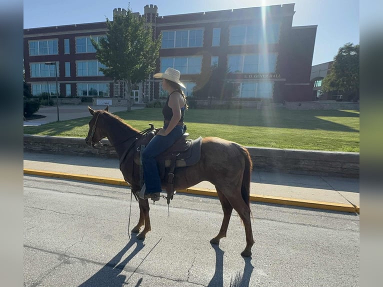 American Quarter Horse Mare 2 years 14,1 hh Roan-Red in Princeton, MO