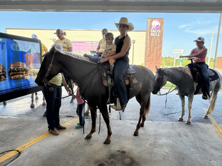American Quarter Horse Mare 2 years 14,1 hh Roan-Red in Princeton, MO