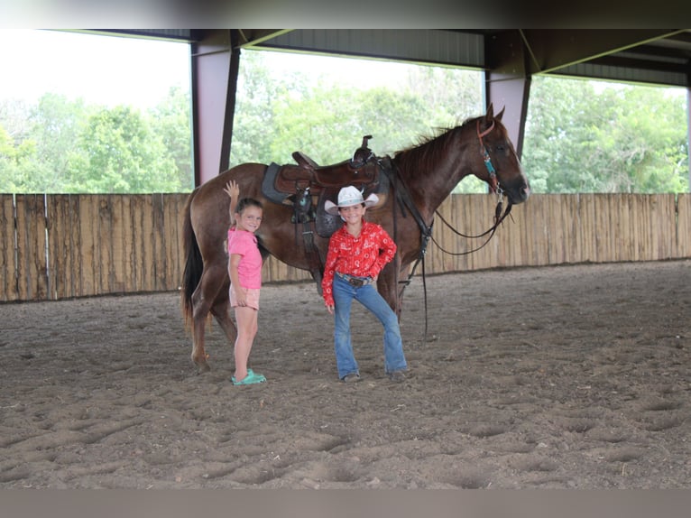 American Quarter Horse Mare 2 years 14,1 hh Roan-Red in Princeton, MO