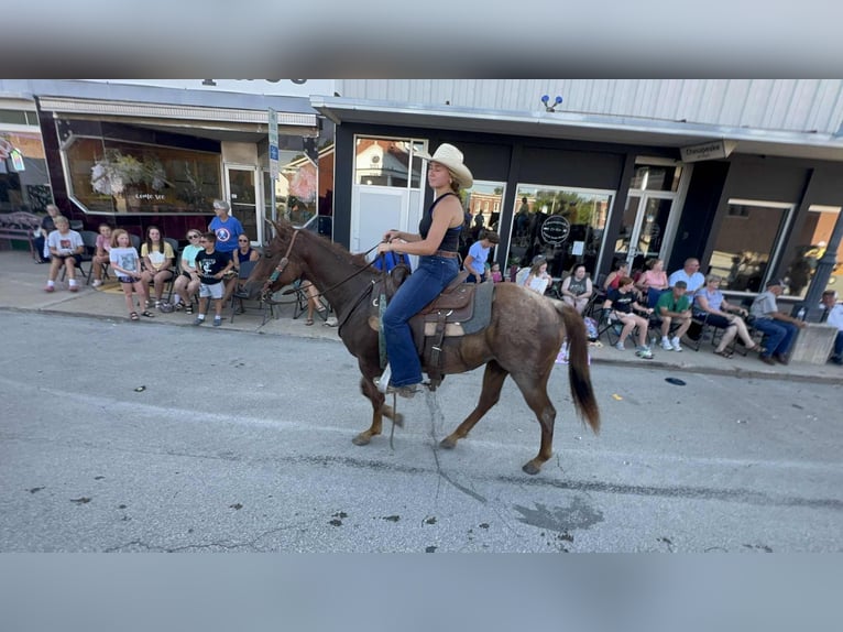 American Quarter Horse Mare 2 years 14,1 hh Roan-Red in Princeton, MO