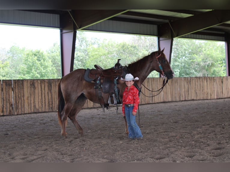 American Quarter Horse Mare 2 years 14,1 hh Roan-Red in Princeton, MO
