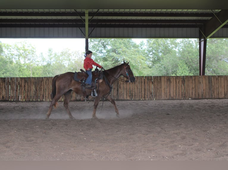 American Quarter Horse Mare 2 years 14,1 hh Roan-Red in Princeton, MO