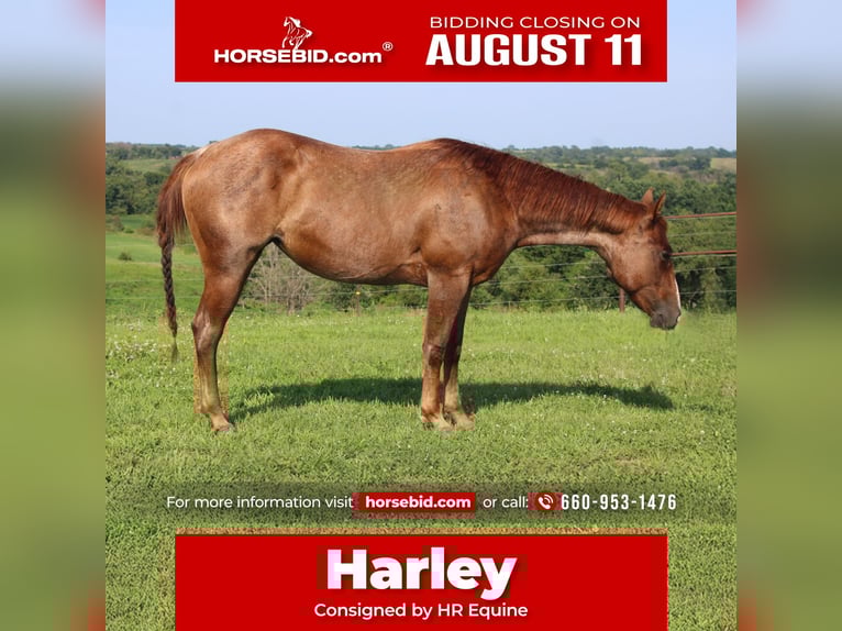American Quarter Horse Mare 2 years 14,1 hh Roan-Red in Princeton, MO