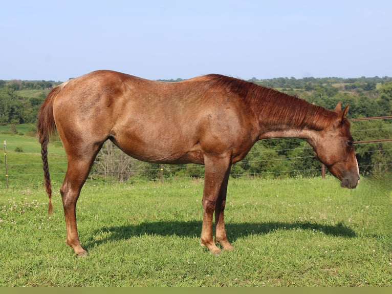 American Quarter Horse Mare 2 years 14,1 hh Roan-Red in Princeton, MO