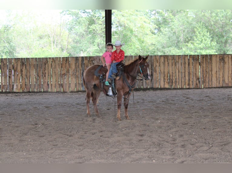 American Quarter Horse Mare 2 years 14,1 hh Roan-Red in Princeton, MO