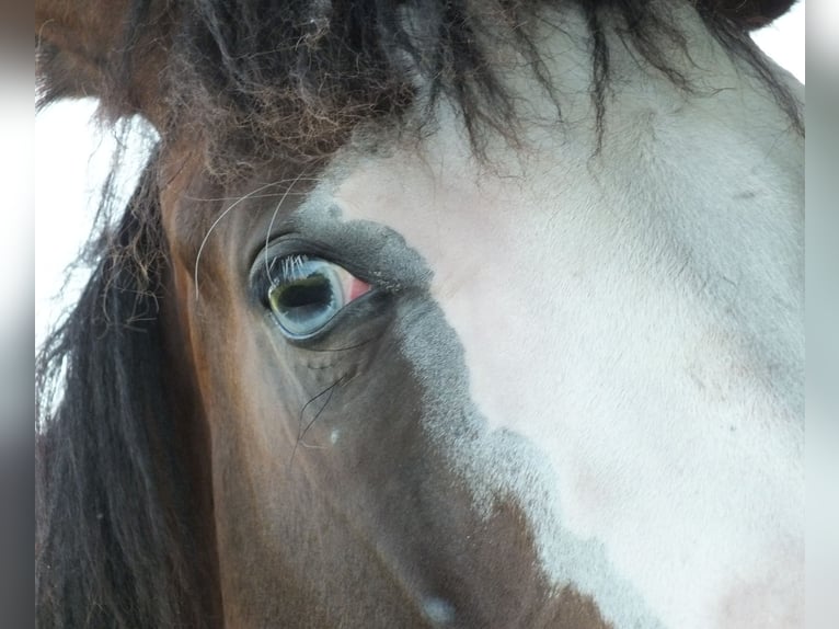 American Quarter Horse Mare 2 years 14,2 hh Brown in BEGIJNENDIJK