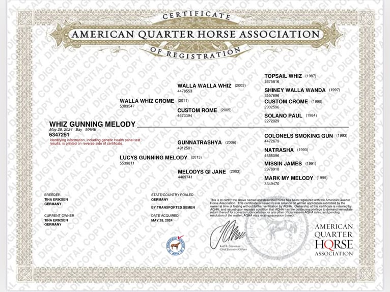 American Quarter Horse Mare 2 years 14,2 hh Brown in Neustadt am Rübenberge