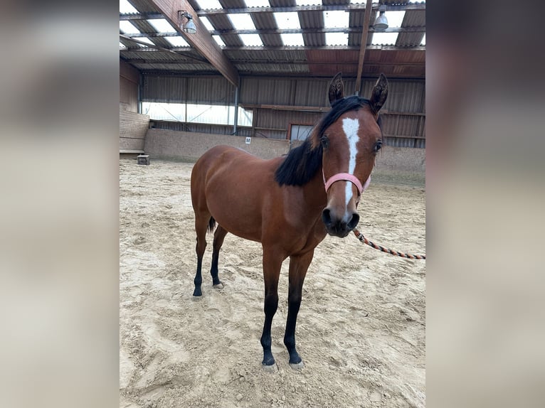 American Quarter Horse Mare 2 years 14,2 hh Brown in Hamburg