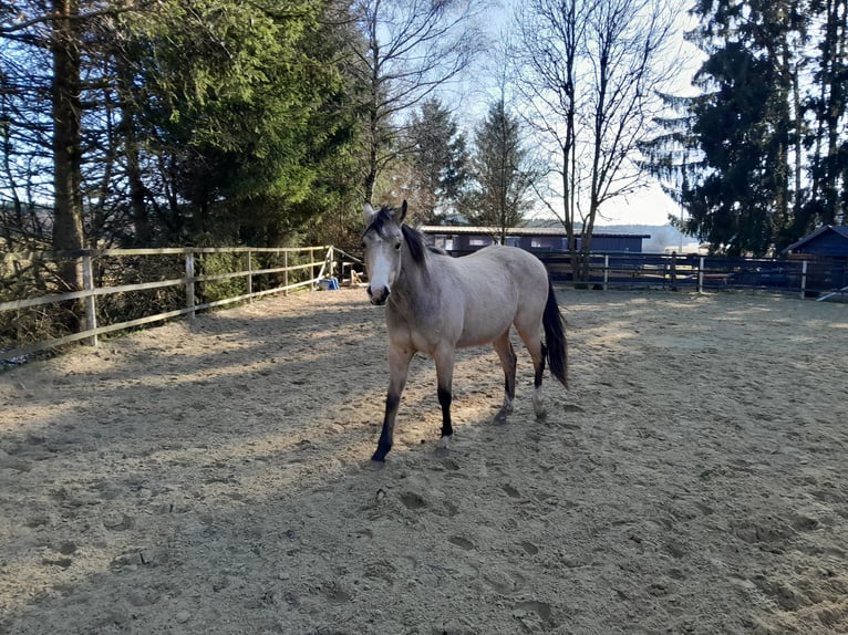 American Quarter Horse Mare 2 years 14,2 hh Buckskin in Neustadt/Westerwald