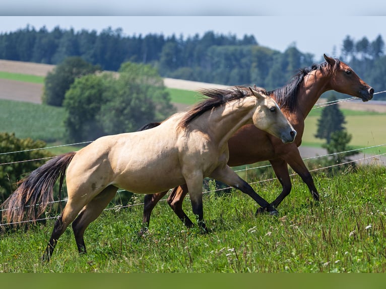 American Quarter Horse Mare 2 years 14,2 hh Buckskin in Dietenheim