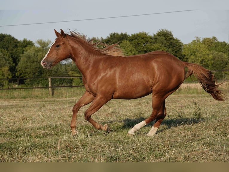 American Quarter Horse Mare 2 years 14,2 hh Chestnut-Red in Erkelenz